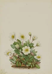 Vit dryad (Dryas octopetala)