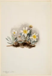 Vit dryad (Dryas octopetala)