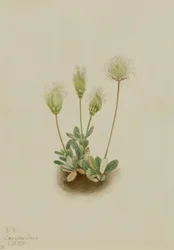 Vit dryad (Dryas octopetala)