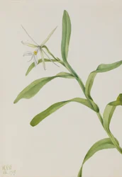 Vit epidendrum (Epidendrum nocturnum)