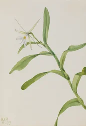 White Epidendrum Epidendrum nocturnum, 1919.