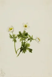 Vit globblomma (Trollius albiflorus)