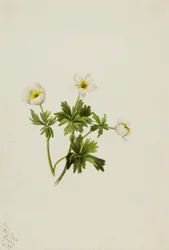 Vit klotblomma Trollius albiflorus, 1899.