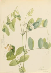 Vit ärta (Lathyrus ochroleucus)