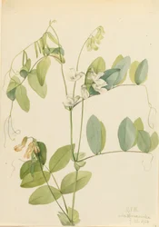 Vit ärta Lathyrus ochroleucus, 1920.
