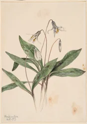 Vit trotylilja (Erythronium albidum)