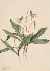 Vit Troutlily Erythronium albidum, 1919.