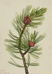 Vitbarkad tall (Pinus albicaulis)