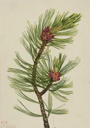 Vitbark tall Pinus albicaulis, 1924.