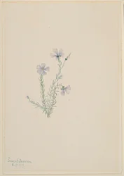 Vildlin (Linum lewisii)