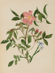 Wild Rose and Blue-eyed Grass Rosa-arter och Sisyrinchium-arter, n.d.