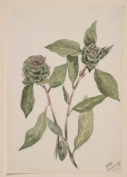 Sälg (Salix)