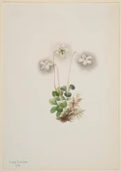 Skogsnymf (Moneses uniflora)