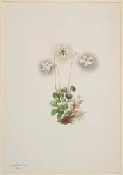 Wood-Nymph Moneses uniflora, 1902.