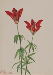 Skogslilja (Lilium philadelphicum)