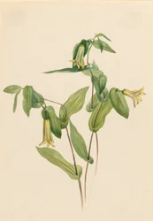 Wood Merrybells Uvularia perfoliata, n.d.