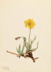 Ullig agoseris (Agoseris villosa)