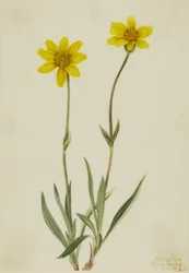 Ullig Arnika (Arnica tomentosa)