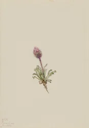 Erigeron lanatus (ullig lopplummer)