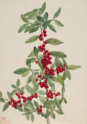 Yaupon Ilex vomitoria, 1926.