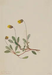 Gul dryad (Dryas drummondii)