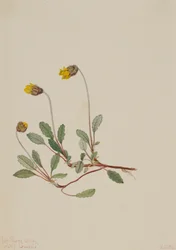 Yellow Dryad Dryas drummondii, 1904.