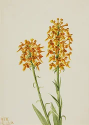 Gul fransorkidé Habenaria ciliaris, 1926.