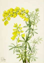 Gul lupin Lupinis arboreus, 1933.
