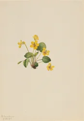 Gul violett Viola orbiculata, 1916.