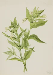 Gult pilört (Epilobium lutem)
