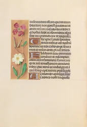 Hours of Queen Isabella the Catholic, Queen of Spain: Fol. 217v, c. 1500.