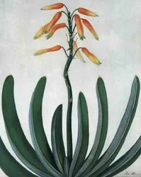 Aloe Striata (akvarell och gouache över penna på veläng)