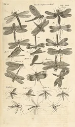 Tab III, trollsländor, Illustration från från "Fyrfotingars naturhistoria"
