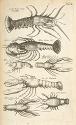 Tab II, Hummer, Illustration från "Fyrfotingarnas naturhistoria"