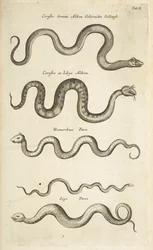 Tab II, ormar, illustration från "Fyrfotingars naturhistoria"