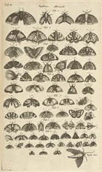 Flik. IV, Fjärilar och malar, Illustration från "Fyrfotingars naturhistoria"