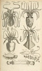 Tab I, Octopus, Illustration från från 