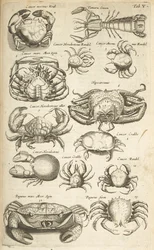 Tab V, Crabs, Illustration från "Natural History of Quadrupeds"