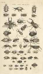 Tab XIII, skalbaggar, illustration från "Fyrfotingars naturhistoria"