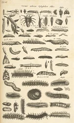 Tab XIX, Caterpillars, Illustration från "Natural history of quadrupeds"