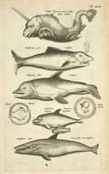 Tab 43, Delfiner, Illustration från "Fyrfotingarnas naturhistoria"