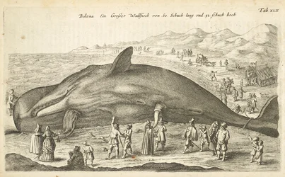 Tab XLII, Whale, Illustration från 