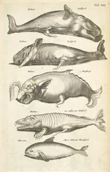 Tab XLI, valar, illustration från 