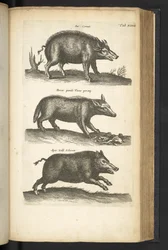 Tab 48, Vildsvin, Illustration från 
