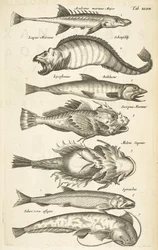 Tab 47, Fiskarter, Illustration från "Fyrfotingars naturhistoria"