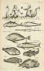 Tab 40, Anthropomorphos; Sjöjungfru; Merman; Tropiska fiskar, illustration från "Fyrfotingars naturhistoria"