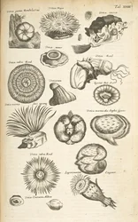 Tab XVIII, Marint liv, Illustration från från 