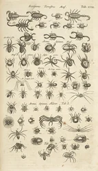Tab XVIII, terrestriska skorpioner och spindeldjur, illustration från 