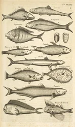 Flik. 33, Taggig fisk, Illustration från "Fyrfotingars naturhistoria"