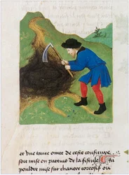 Le Livre des simples medecines - översättning till franska av Matthaeus Platearius latinska manuskript från 1100-talet (pergament)